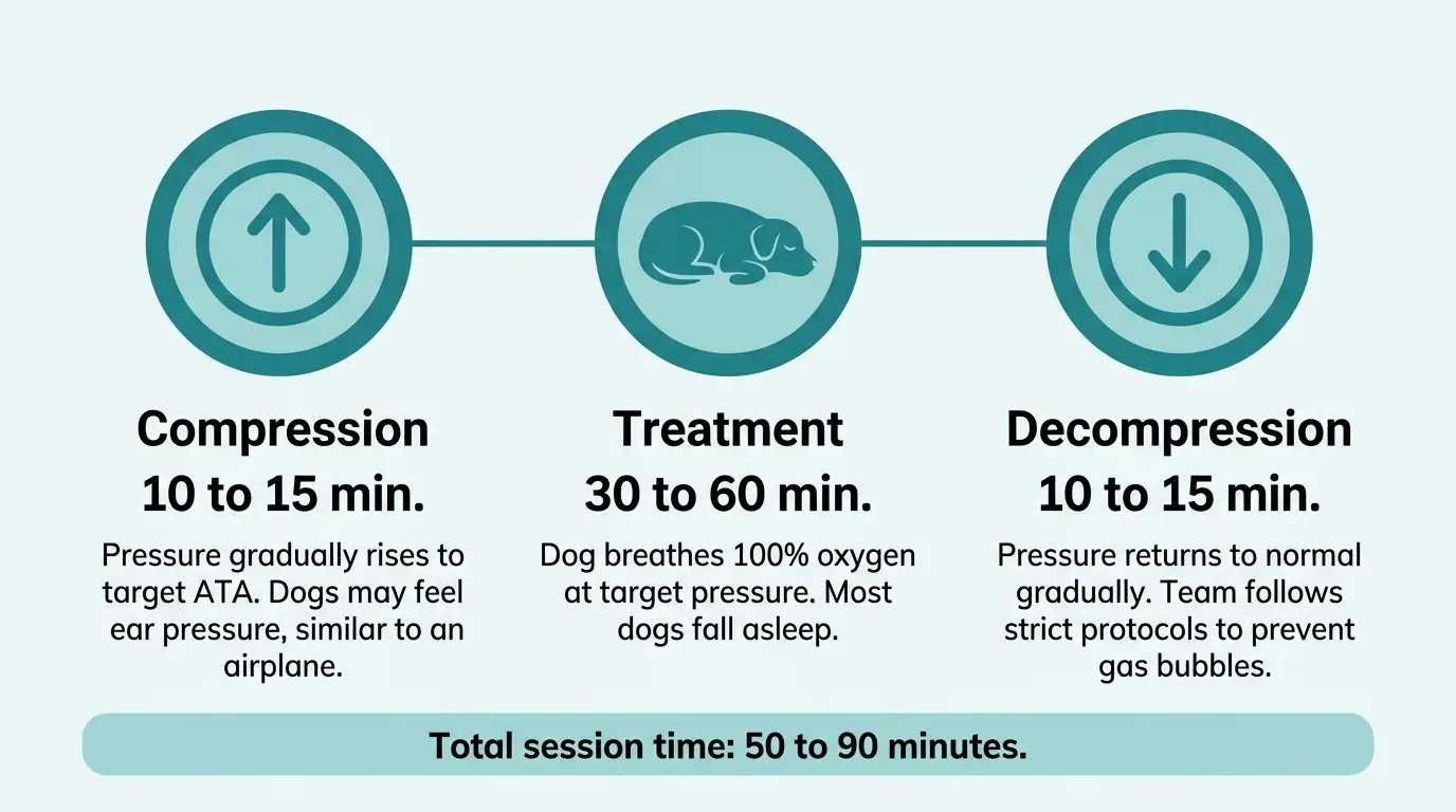 Timeline showing the three phases of a veterinary HBOT session: compression (10-15 min), treatment (30-60 min), and decompression (10-15 min)